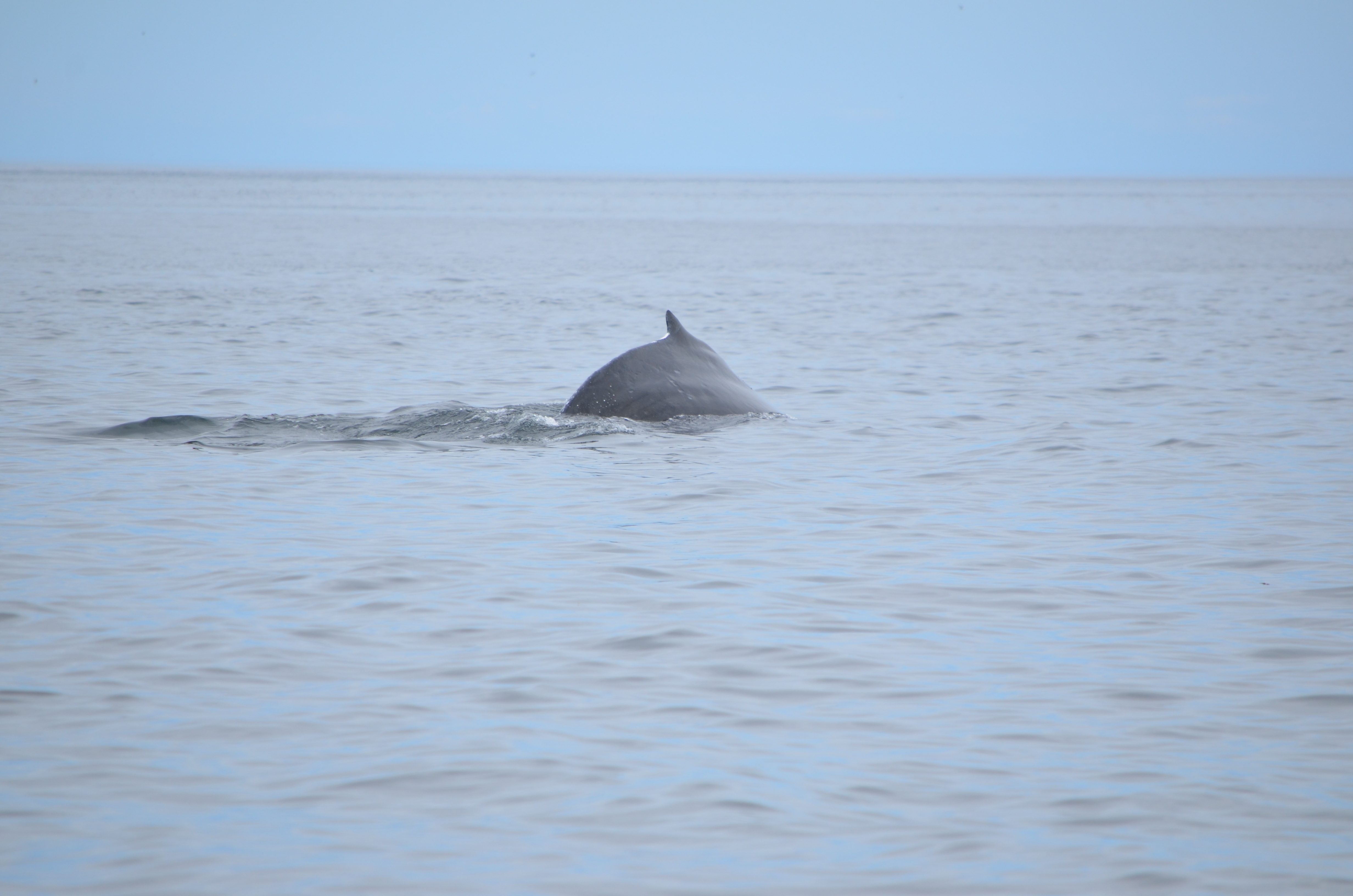 photos/wildlife/Mammal_Species/Humpback Whale/DSC_0193.JPG